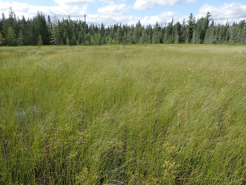 Medium fen co-dominated by woolly-fruited sedge (Carex lasiocarpa) and sweet gale (Myrica gale) near Hudson River and Opalescent River confluence. Gregory J. Edinger