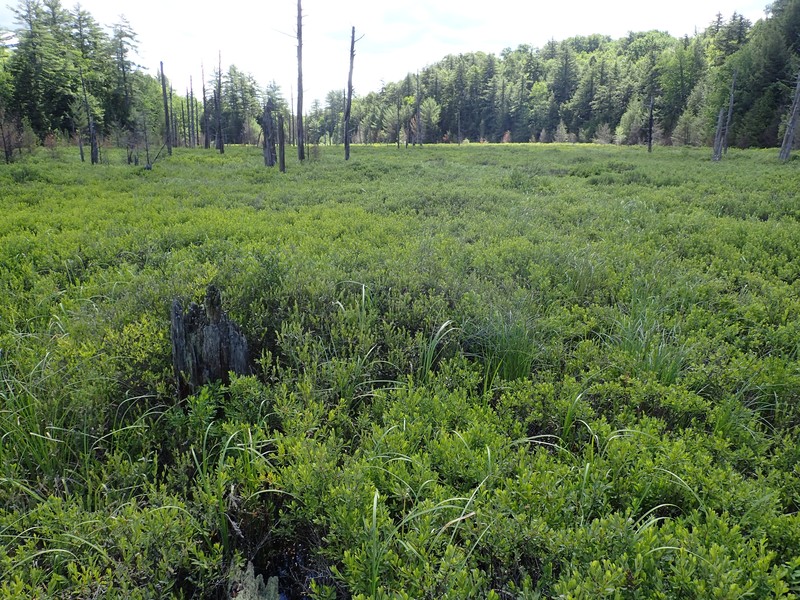 Medium fen dominated by sweet gale (Myrica gale) at Fox Hill Rd. wetlands in Wilcox Lake Wild Forest Gregory J. Edinger