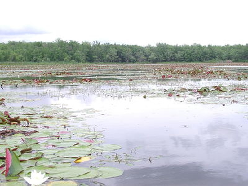 Mesotrophic dimictic lake at Duck Lake, Cayuga County 