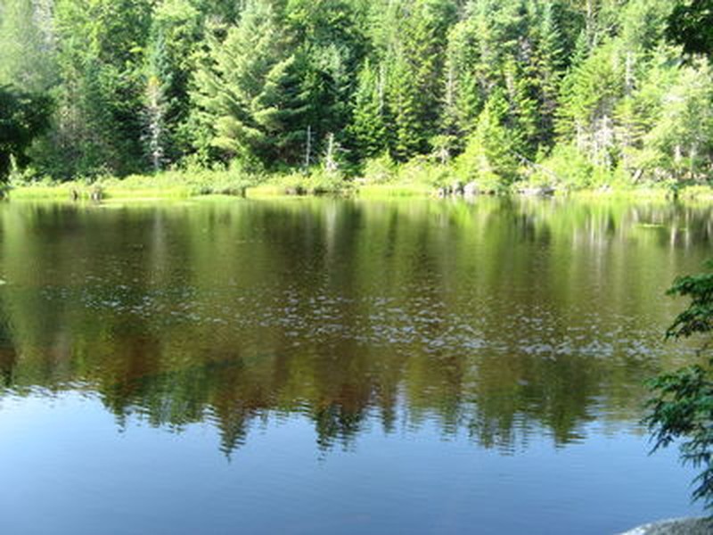 Oligotrophic pond at Elk Lake Frederick C. Sechler Jr.