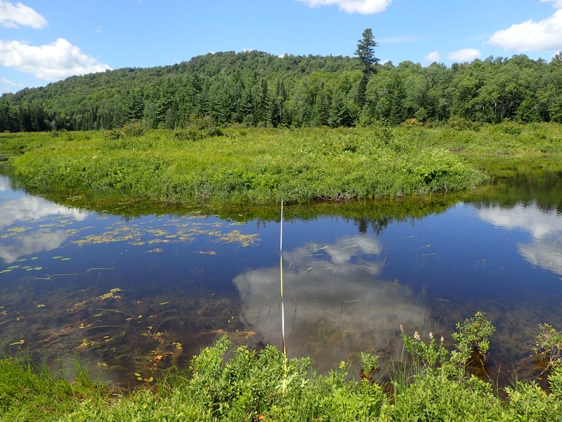 Oxbow lake/pond along North Branch Moose River. Gregory J. Edinger