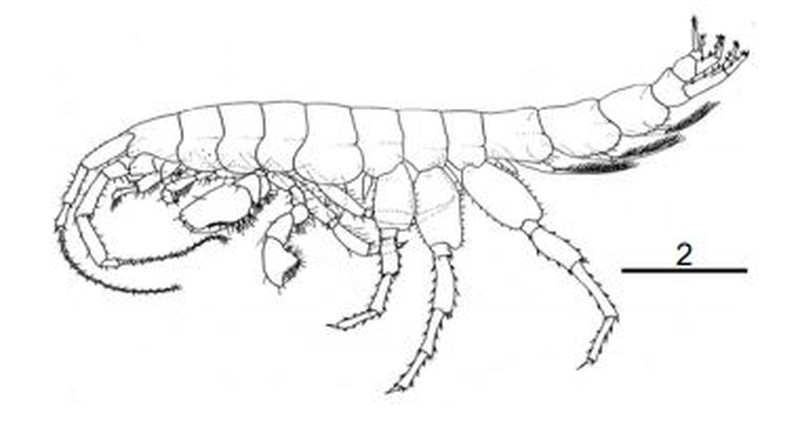 Stygobromus tenuis (Smith 1984) 