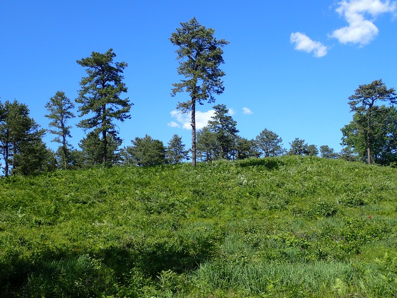 Pitch pine-scrub oak barrens at the Albany Pine Bush Gregory J. Edinger