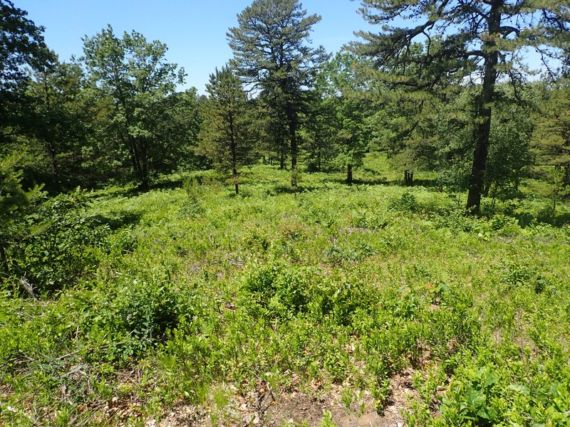 Pitch pine-scrub oak barrens at the Albany Pine Bush Gregory J. Edinger