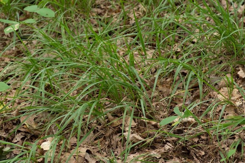 Calamagrostis porteri leaves Kyle J. Webster