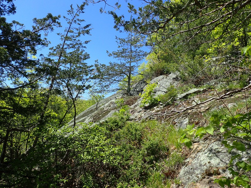 Red cedar rocky summit on Mount Defiance. Gregory J. Edinger