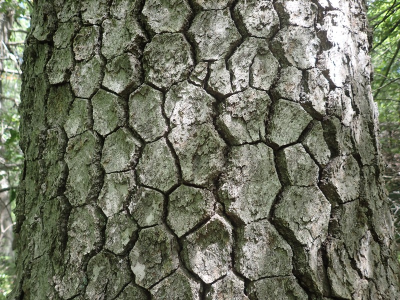 Blackgum (Nyssa sylvatica) bark. Gregory J. Edinger