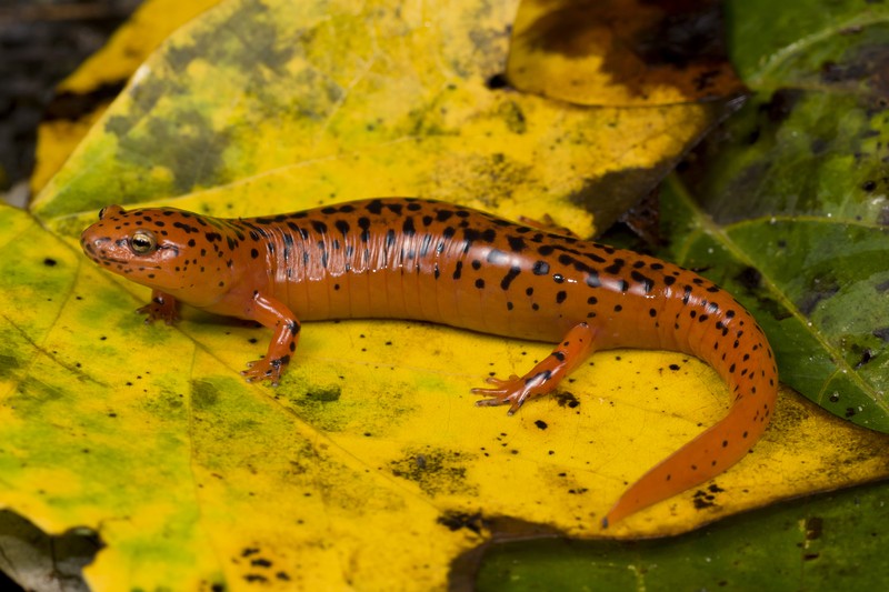 Northern Red Salamander Kevin Stohlgren