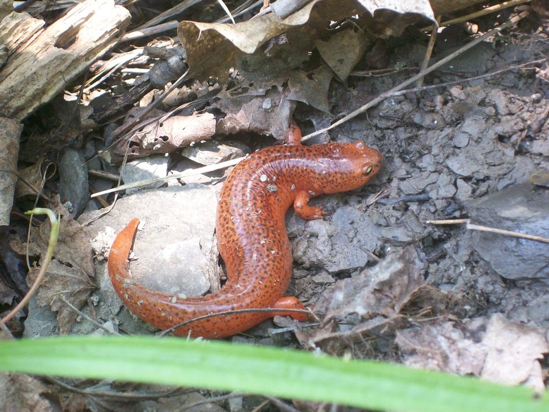 Northern Red Salamander Matthew D. Schlesinger