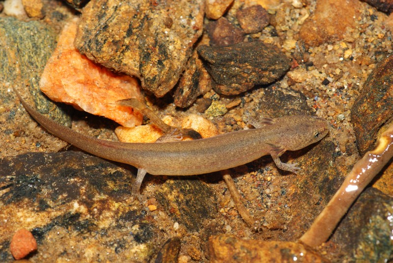 Red Salamander Larva Kevin Stohlgren