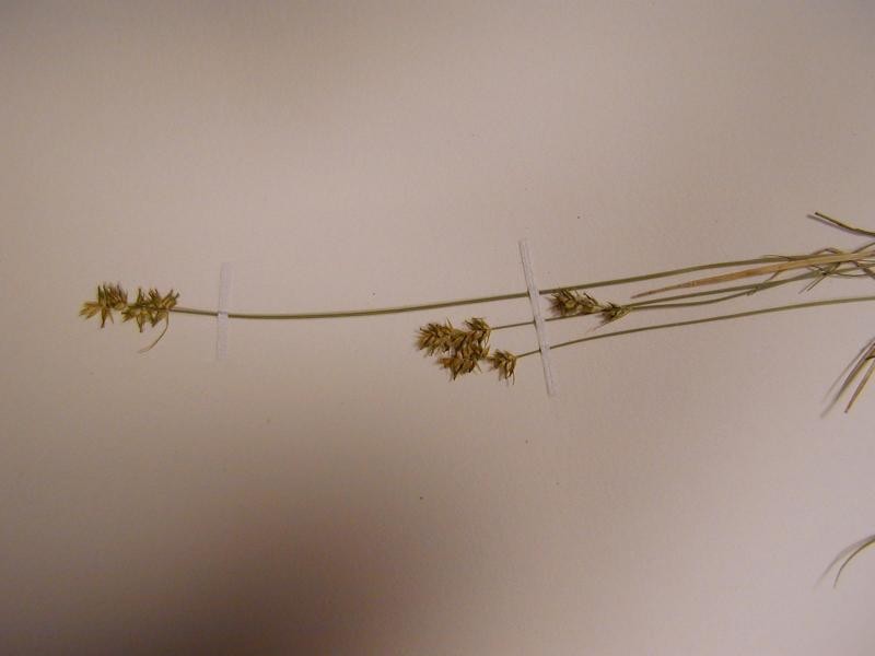Carex retroflexa Troy Weldy