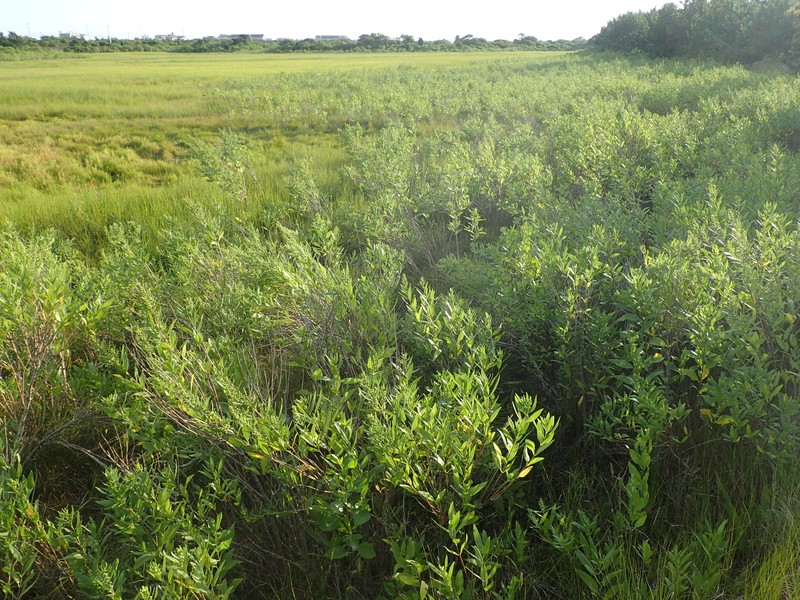A band of low salt shrub dominated by saltmarsh elder (Iva frutescens) at the upper ege of high salt marsh on the south shore of Napeague Harbor. Gregory J. Edinger