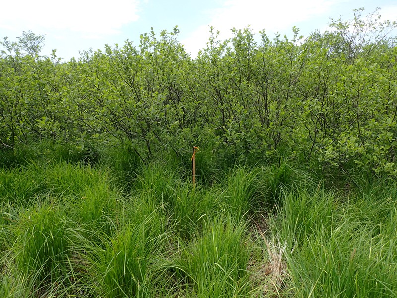 Sedge meadow in front of alder-dominated shrub swamp. Gregory J. Edinger