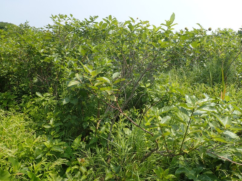 Shrub swamp dominated by buttonbush (Cephalanthus occidentalis) at the mouth of Grindstone Creek in Selkirk Shores State Park Gregory J. Edinger