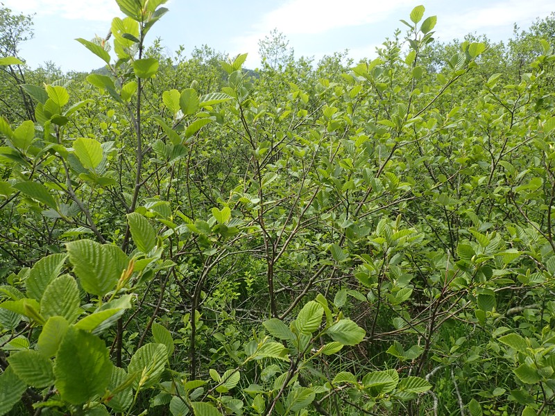 Alder-dominated shrub swamp along West Branch Sacandaga River. Gregory J. Edinger