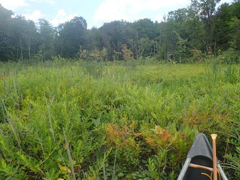 Shrub swamp dominated by water willow (Decodon vercillatus) at Junius Ponds Phillips Pond. Gregory J. Edinger