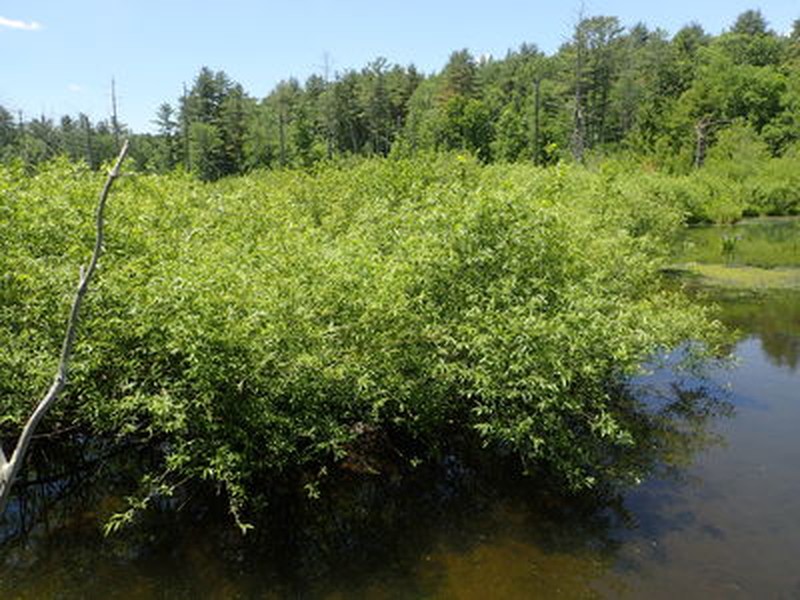 Shrub swamp co-dominated by silky willow (Salix sericea) and speckled alder(Alnus incana ssp. rugosa) on Livingston Brook in Washington County. Gregory J. Edinger