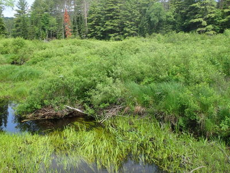 Shrub swamp dominated by speckled alder (Alnus incana ssp. rugosa) along Pharaoh Lake Trail. Gregory J. Edinger