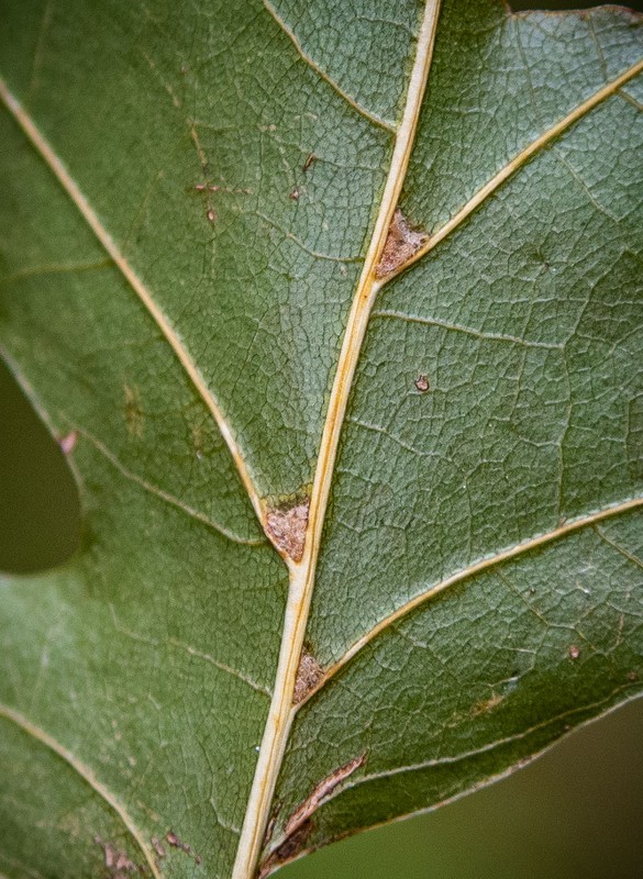 Quercus shumardii leaf underside Erik Danielsen