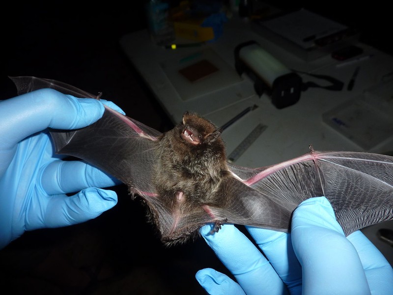 Silver-haired bat (Lasionycteris noctivagans) Larisa Bishop-Boros