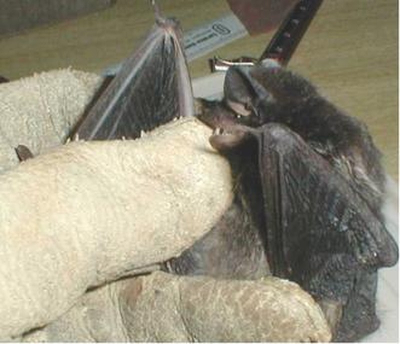 Silver-haired Bat (Lasionycteris noctivagans) NPS