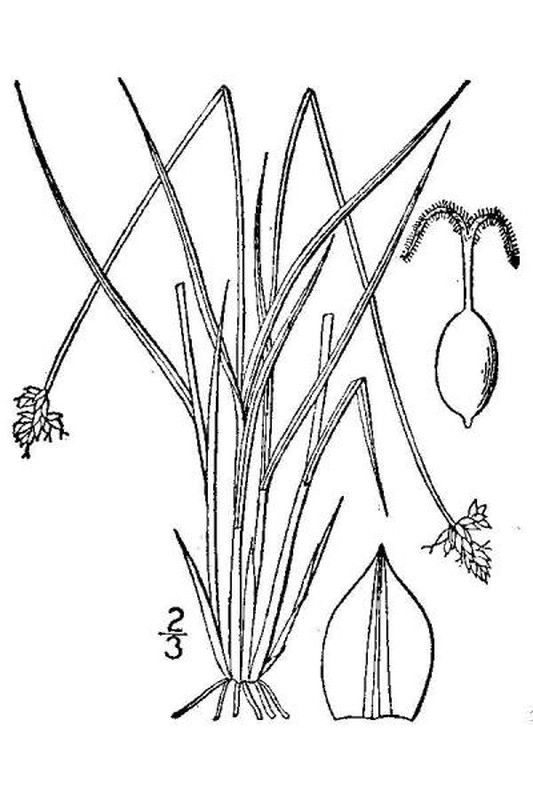 Carex tenuiflora line drawing Britton, N.L., and A. Brown (1913); downloaded from USDA-Plants Database.