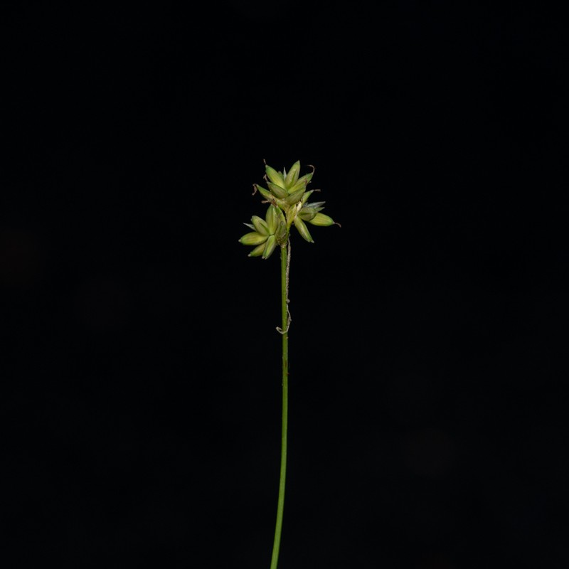 Carex tenuiflora perigynia Kyle J. Webster
