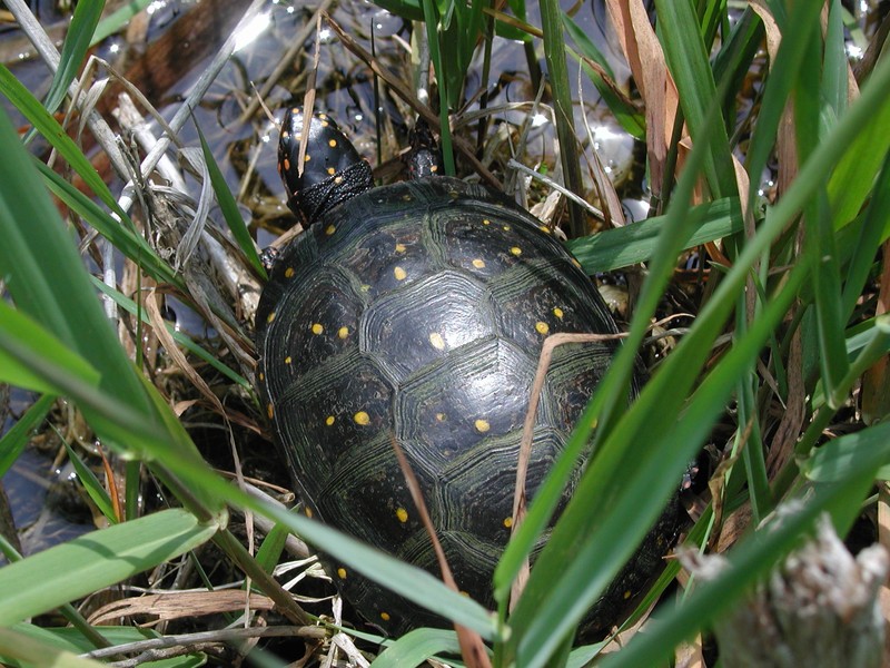 Spotted Turtle Jesse W. Jaycox