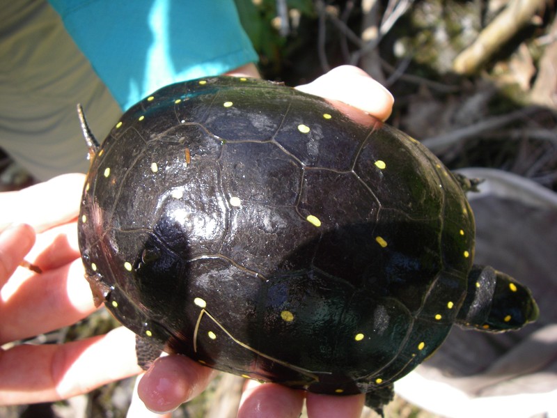 Spotted Turtle Erin L. White