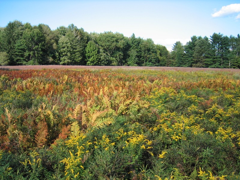 Successional fern meadow at Saratoga National Historic Park Gregory J. Edinger