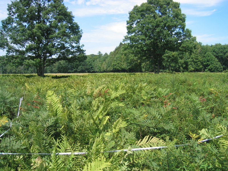 Successional fern meadow at Saratoga National Historic Park Gregory J. Edinger