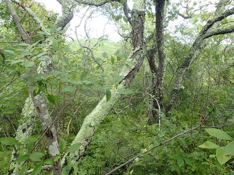 Successional maritime forest on Fishers Island Gregory J. Edinger