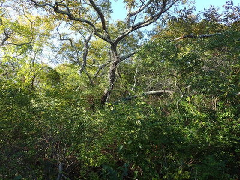 Successional maritime forest on Fishers Island Gregory J. Edinger