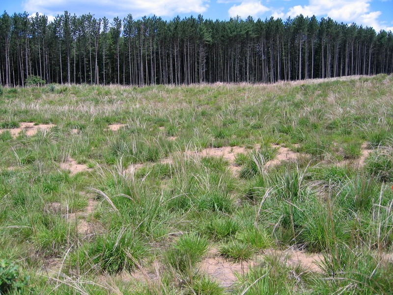 Successional northern sandplain grassland north of Bullard Lane in Wilton Wildlife Preserve & Park Gregory J. Edinger
