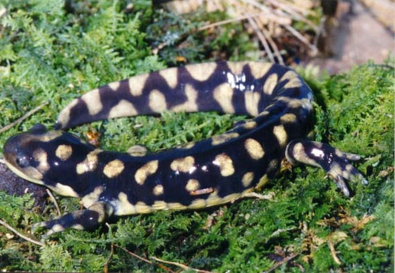 Tiger Salamander Jack Hecht