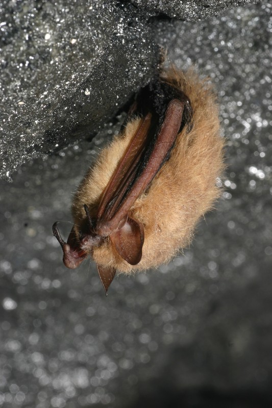 Tri-colored bat (Perimyotis subflavus) Al Hicks, NYSDEC