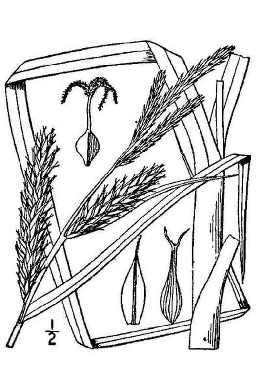 Carex atherodes line drawing Britton, N.L., and A. Brown (1913); downloaded from USDA-Plants Database.