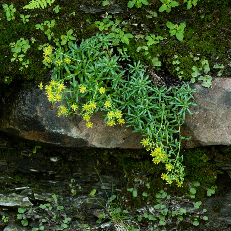 Saxifraga aizodes in flower Kyle J. Webster
