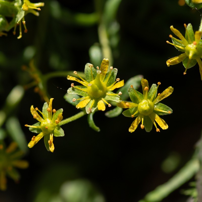 Saxifraga aizoides flowers Kyle J. Webster